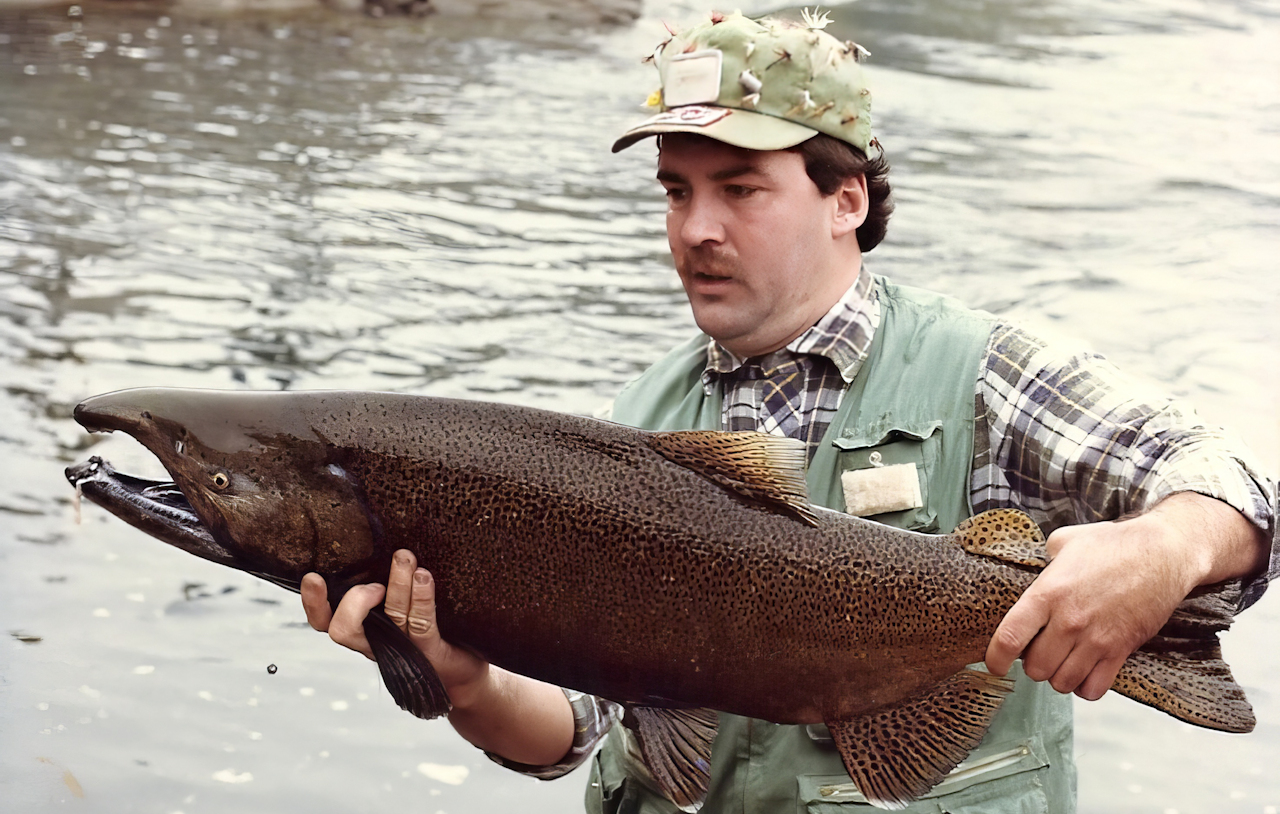 Al Macintyre: Chinook Salmon