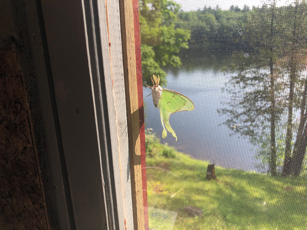 Luna Moth on our window screen